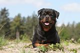 ROTTWEILER 186